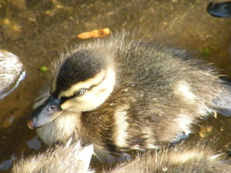 mamma anatra(germano reale)