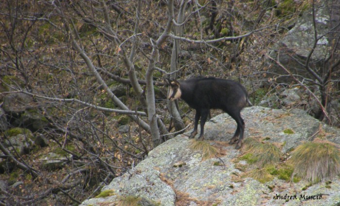 camoscio(Rupycapra rupycapra)