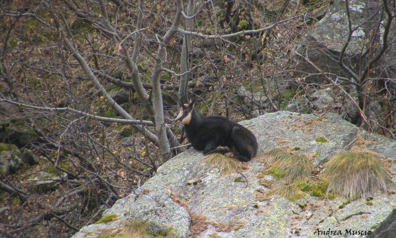 camoscio(Rupycapra rupycapra)