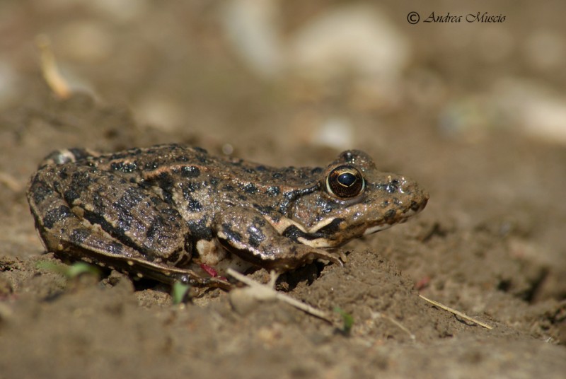 identificazione - Pelophylax sp.