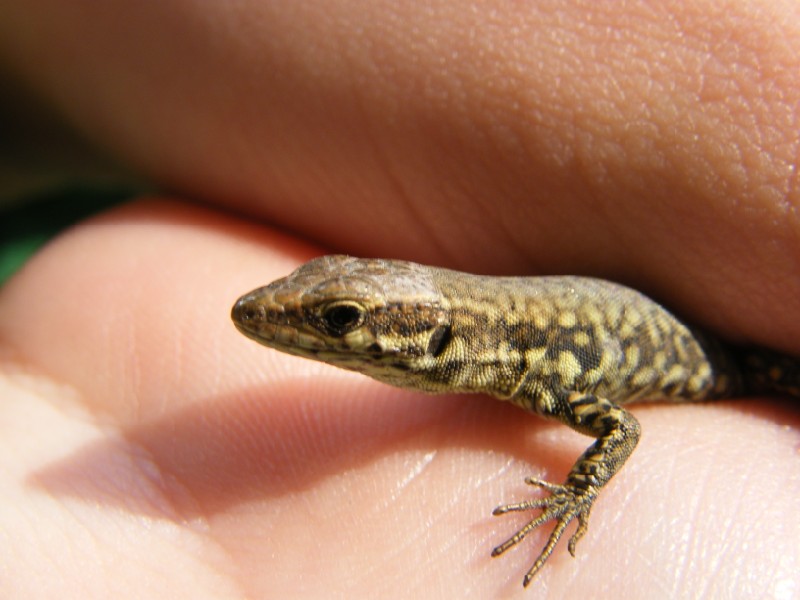 giovane Podarcis muralis