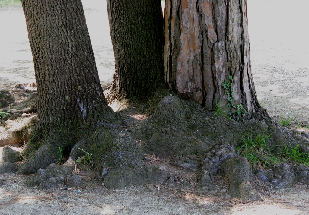 Siete sostenitori del pino o della quercia?