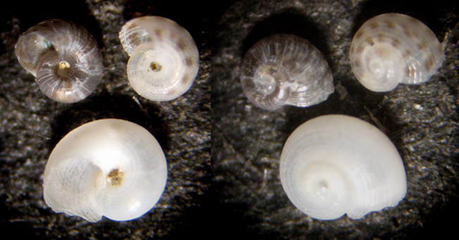 Cabopino spiaggia (juveniles 26-1351)