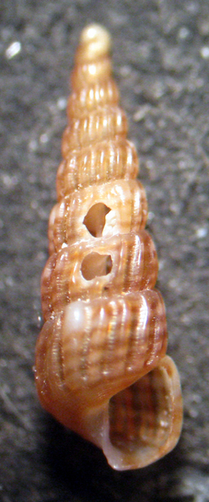 Turbonilla striatula