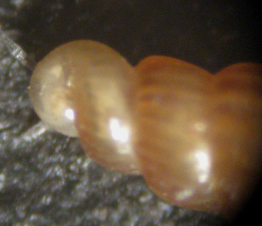 Turbonilla striatula