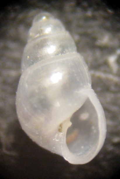 Cabopino spiaggia (Odostomia? 50-1725/6)