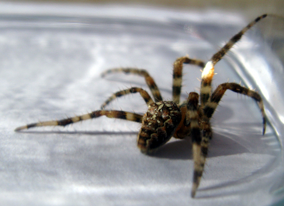 Araneus diadematus