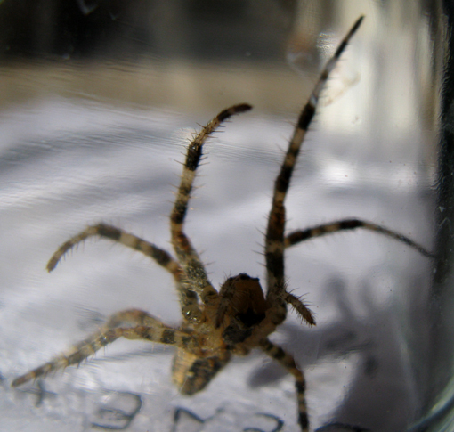 Araneus diadematus