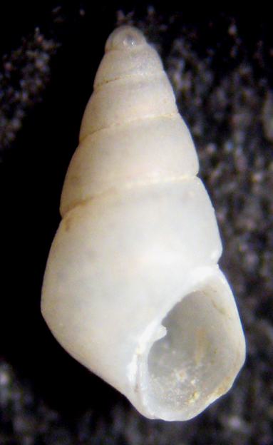 Cannizzaro 45m (Odostomia 53-1794)