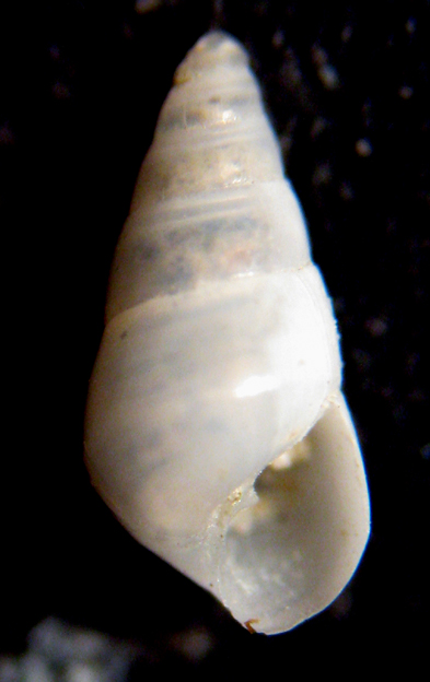 Cannizzaro 45m (Odostomia 53-1794)