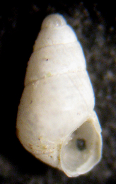 Cannizzaro 45m (Odostomia 53-1794)