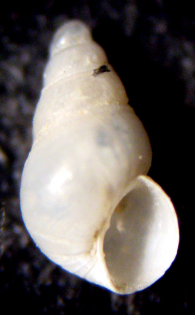 Cannizzaro 45m (Odostomia? 62-1803)