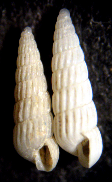 Cannizzaro 45m (Turbonilla 65-1805)