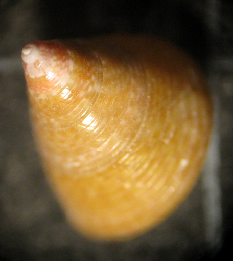 Torre Inserraglio -25m (Calliostoma 8-1995/6)