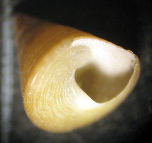 Torre Inserraglio -25m (Calliostoma 8-1995/6)