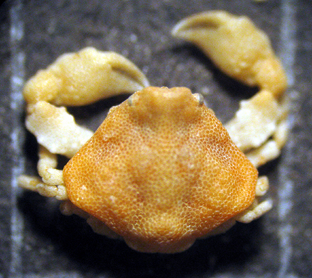 Ebalia sp.