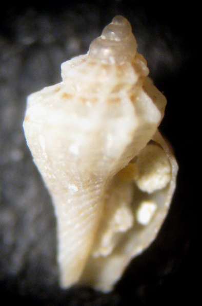 Giglio 13m (Muricidae 1-2276)