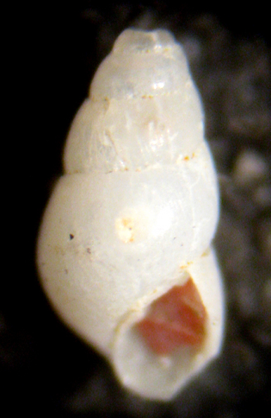 Giglio 13m (Odostomia 51-2315)