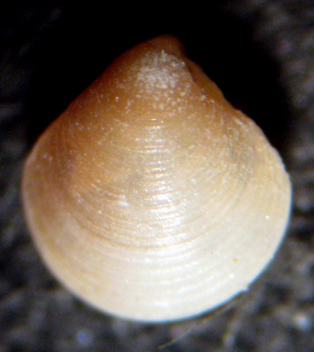 Herradura 32m (Bivalve 1/2327)