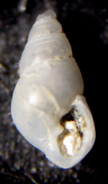 Herradura 32m (Odostomia 3/2329) Odostomia striolata