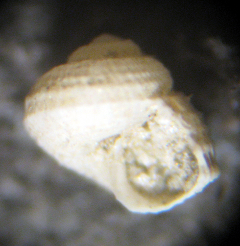 Herradura 32m (Trochidae? 82-2445/7)