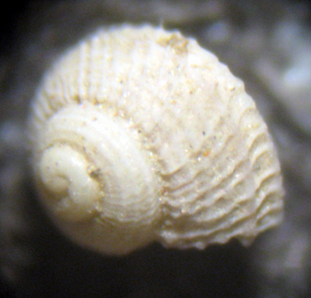 Herradura 32m (Trochidae? 82-2445/7)