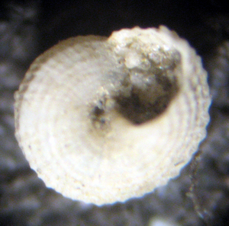 Herradura 32m (Trochidae? 82-2445/7)