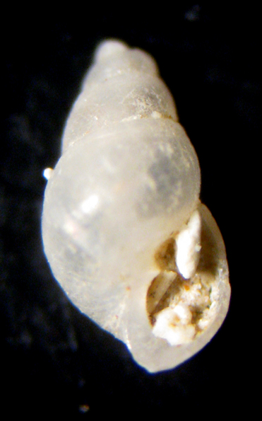 Ustica 8m (Odostomia 15-2459)