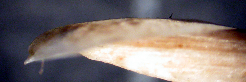 Linosa 20m (Patelliforme 45-2623/5)
