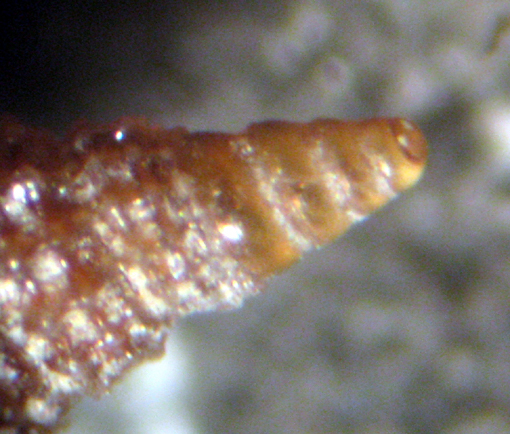 Palmi 45m (Cerithiopsis 43-2656/7)