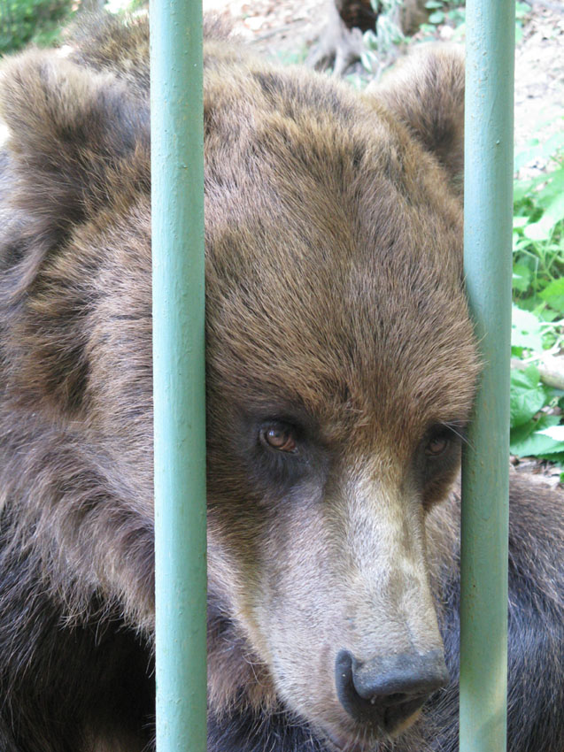 Rimettono l''orsa Jurka in gabbia