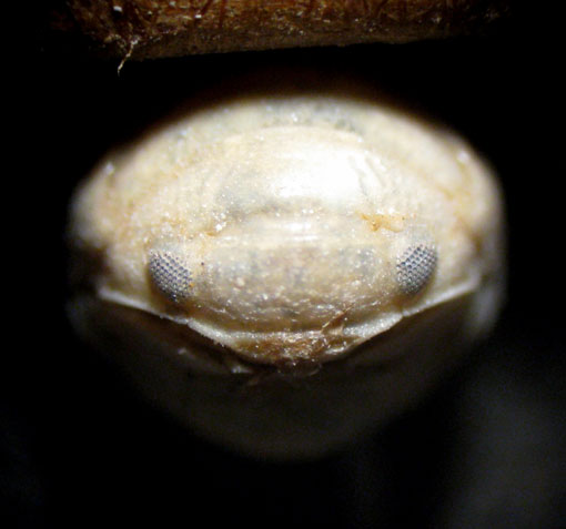 Polyplacophora? no, Isopoda