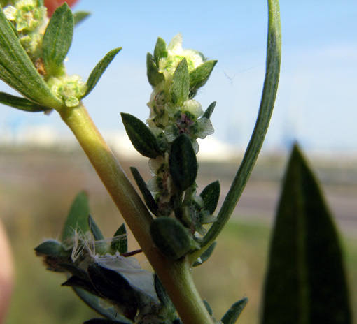 Bassia scoparia (=Kochia scoparia( / Granata comune