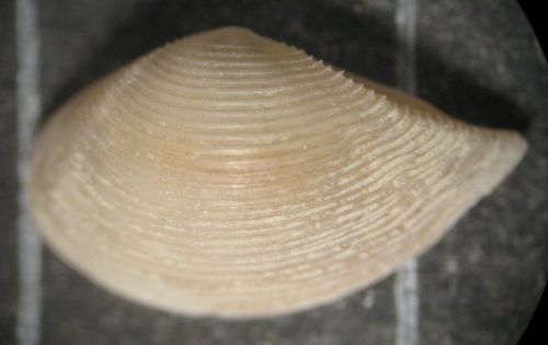 Livorno 80m - Nuculanidae