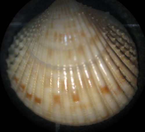 Livorno 80m - Cardiidae