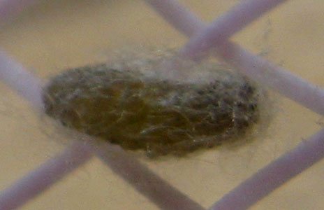 Larva sezione sbagliata, credo. - cf. Poecilocampa sp.