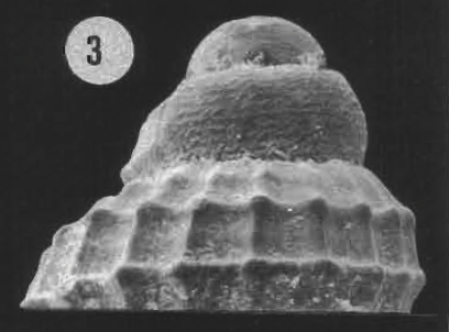 Cannizzaro 45m (Alvania 29-32)