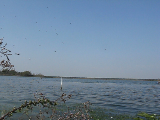 Uscita in laguna nel parco delta Po a Ravenna