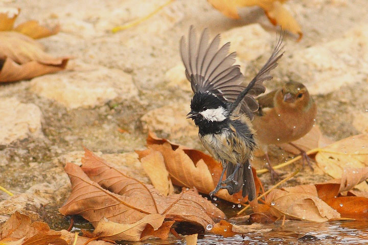 uccelli al bagno