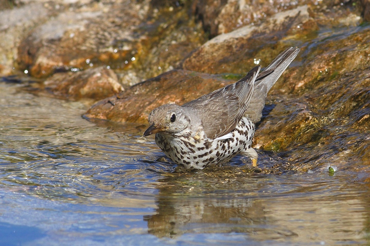 serie di tordela al bagno