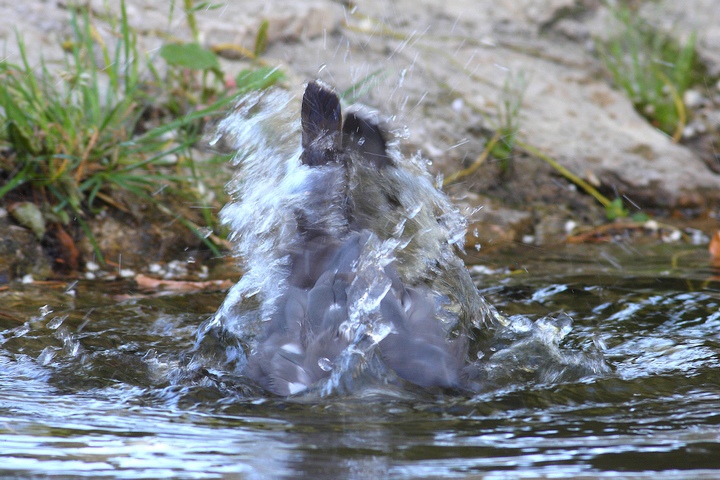 stand bathing