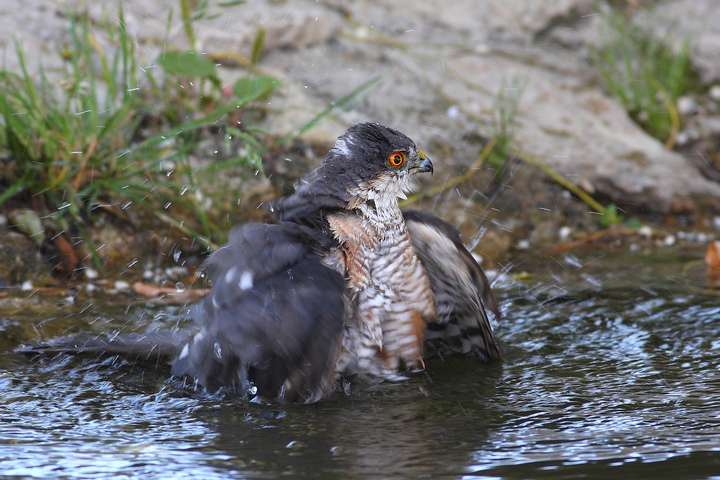 stand bathing