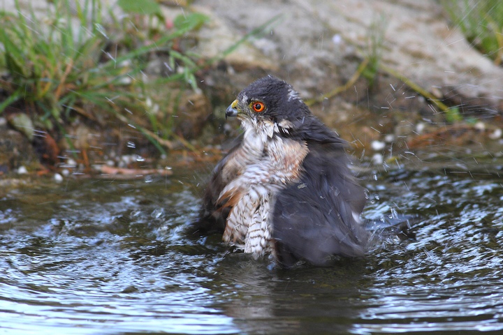 stand bathing