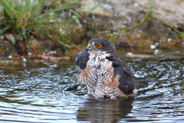 stand bathing