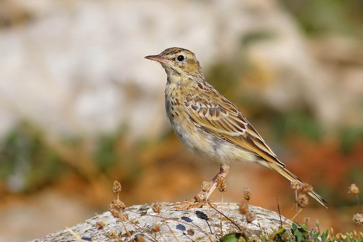 juv di calandro