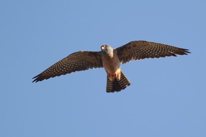 falco grillaio o falco cuculo ?