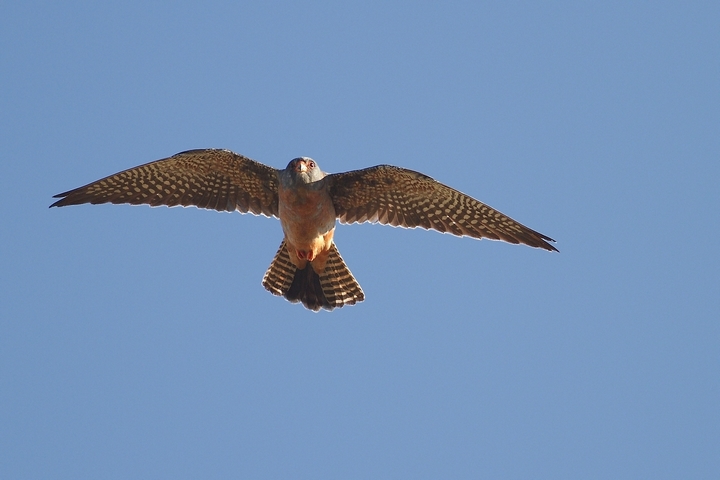 falco grillaio o falco cuculo ?