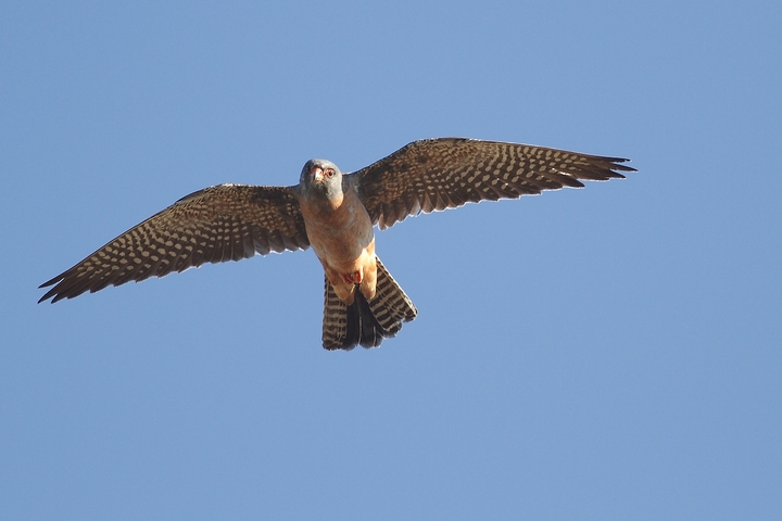 falco grillaio o falco cuculo ?