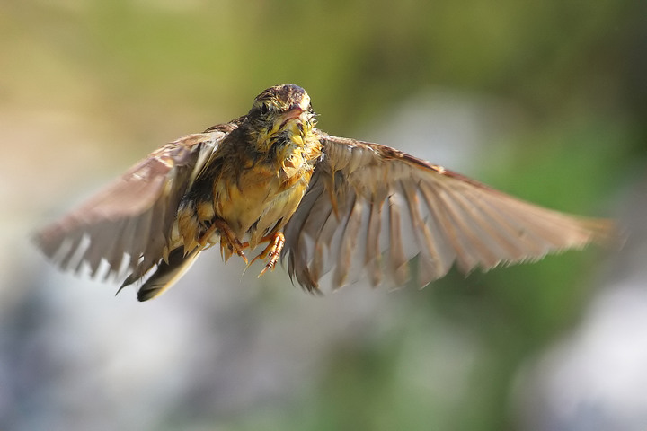 calandro in volo e bagnatissimo