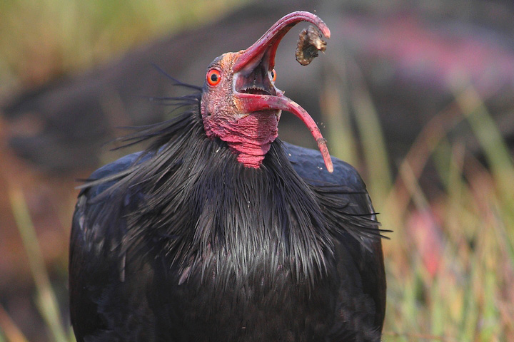 ibis eremita